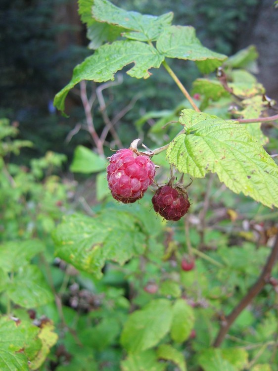Rubus idaeus